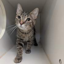 Thumbnail photo of Heriome #3