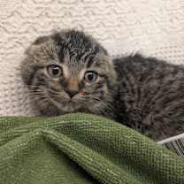 Thumbnail photo of Palli #2