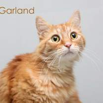 Thumbnail photo of Garland #1