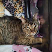 Thumbnail photo of Bailey #1