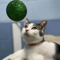 Thumbnail photo of Skye *adoption sponsored* #1