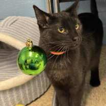 Thumbnail photo of Piston #1