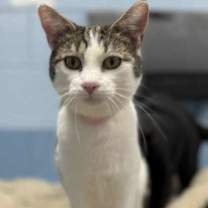 Thumbnail photo of Skye *adoption sponsored* #2