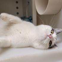 Thumbnail photo of Speckles #2