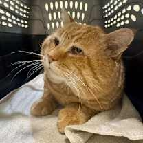 Thumbnail photo of Teddy #1