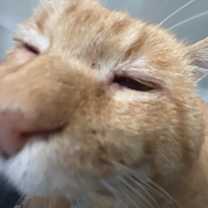 Thumbnail photo of Teddy #3