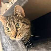 Thumbnail photo of Kringle #1