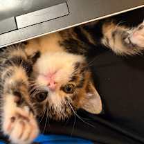 Thumbnail photo of Cranberry  #2