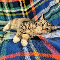 Thumbnail photo of Obsidian #2