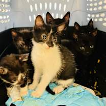 Thumbnail photo of Pumpkin Spice #2