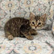 Thumbnail photo of Smokey #4