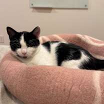 Thumbnail photo of Ketchup & Hoisin *bonded pair* #4