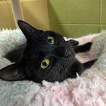 Thumbnail photo of Madame Wigglebutt #4