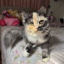 Thumbnail photo of Patches #1