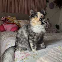 Thumbnail photo of Patches #2