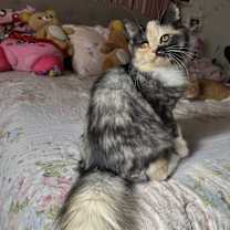 Thumbnail photo of Patches #3