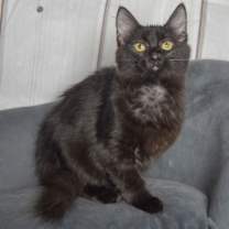 Thumbnail photo of Morticia #4