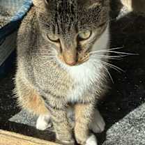 Thumbnail photo of Pecan #1