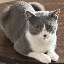 Thumbnail photo of Forest #1