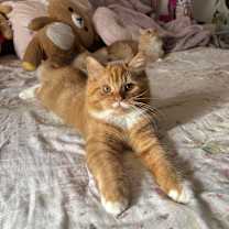 Thumbnail photo of Mustache #1