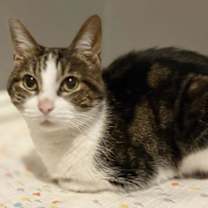 Thumbnail photo of Klaira #1