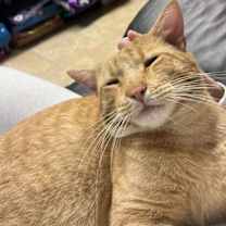 Thumbnail photo of Henry VIII #1