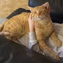 Thumbnail photo of Henry VIII #2