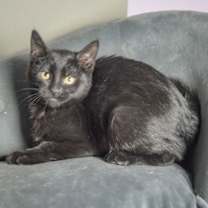 Thumbnail photo of Dancer #2