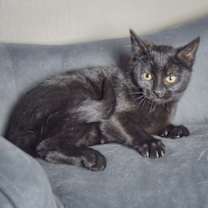 Thumbnail photo of Dancer #3