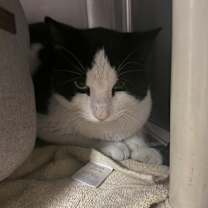 Thumbnail photo of Spongebob #2