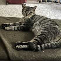 Thumbnail photo of Pillsbury  (FIV+) #1