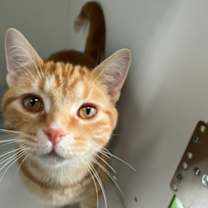 Thumbnail photo of Kringle #1