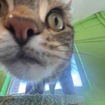 Thumbnail photo of Gizmo #3