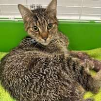 Thumbnail photo of Hulk #3