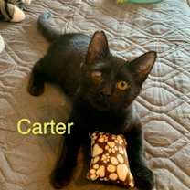 Thumbnail photo of Carter #1