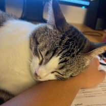 Thumbnail photo of Boro #2