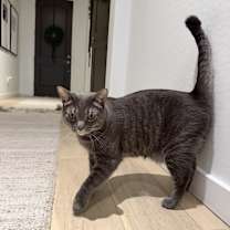 Thumbnail photo of Beesly #3