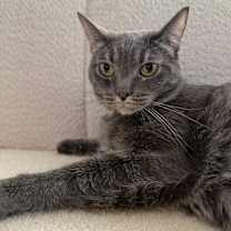 Thumbnail photo of Beesly #4