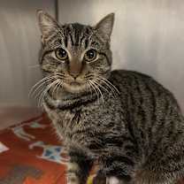 Thumbnail photo of Spatula #1