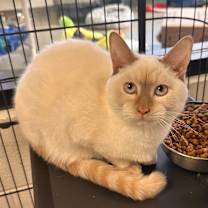 Thumbnail photo of Ham & Cheese Slider #1