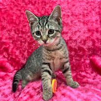 Thumbnail photo of Garnet #2