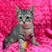 Thumbnail photo of Garnet #3