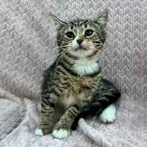 Thumbnail photo of Lapis #4