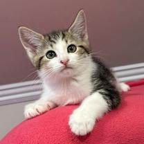 Thumbnail photo of Heloise #2