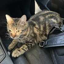 Thumbnail photo of Noelle #1