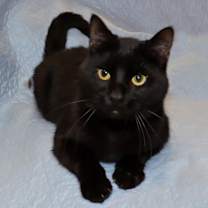 Thumbnail photo of Lester #3