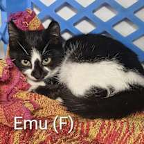 Thumbnail photo of Emu #3