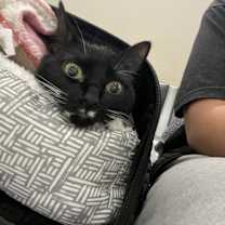 Thumbnail photo of Touka #2