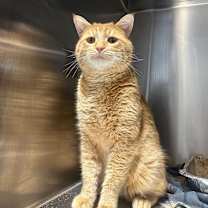 Thumbnail photo of Canan #2