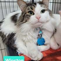 Thumbnail photo of Winston #2